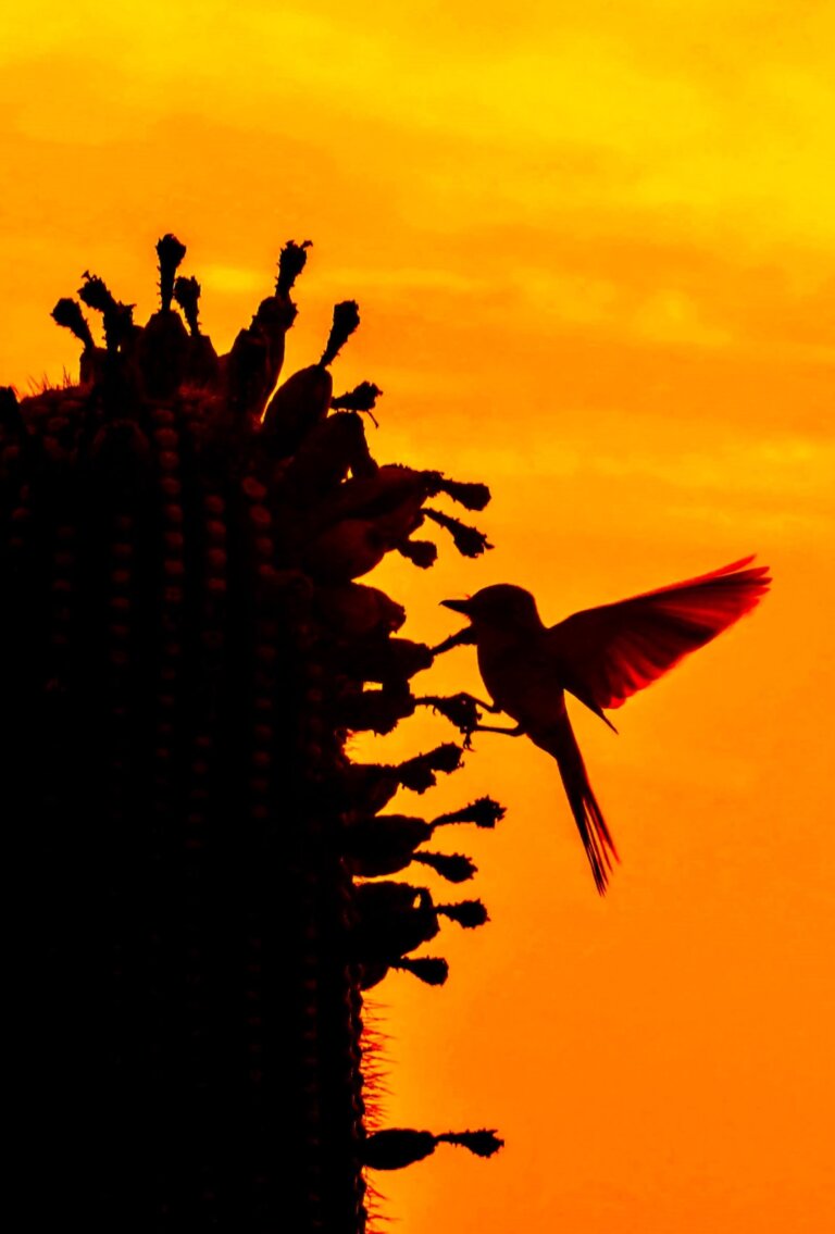 A bird flying near a cactus..