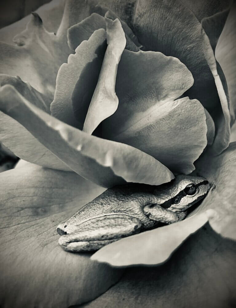 A black and white photograph of a frog inside flower petals