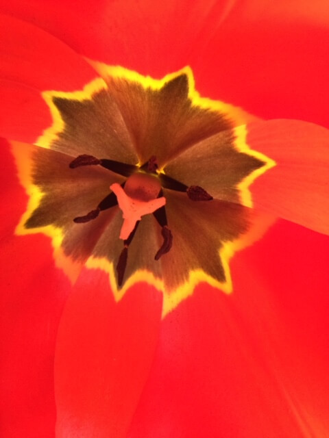 The inside of a red, brown, and yellow flower