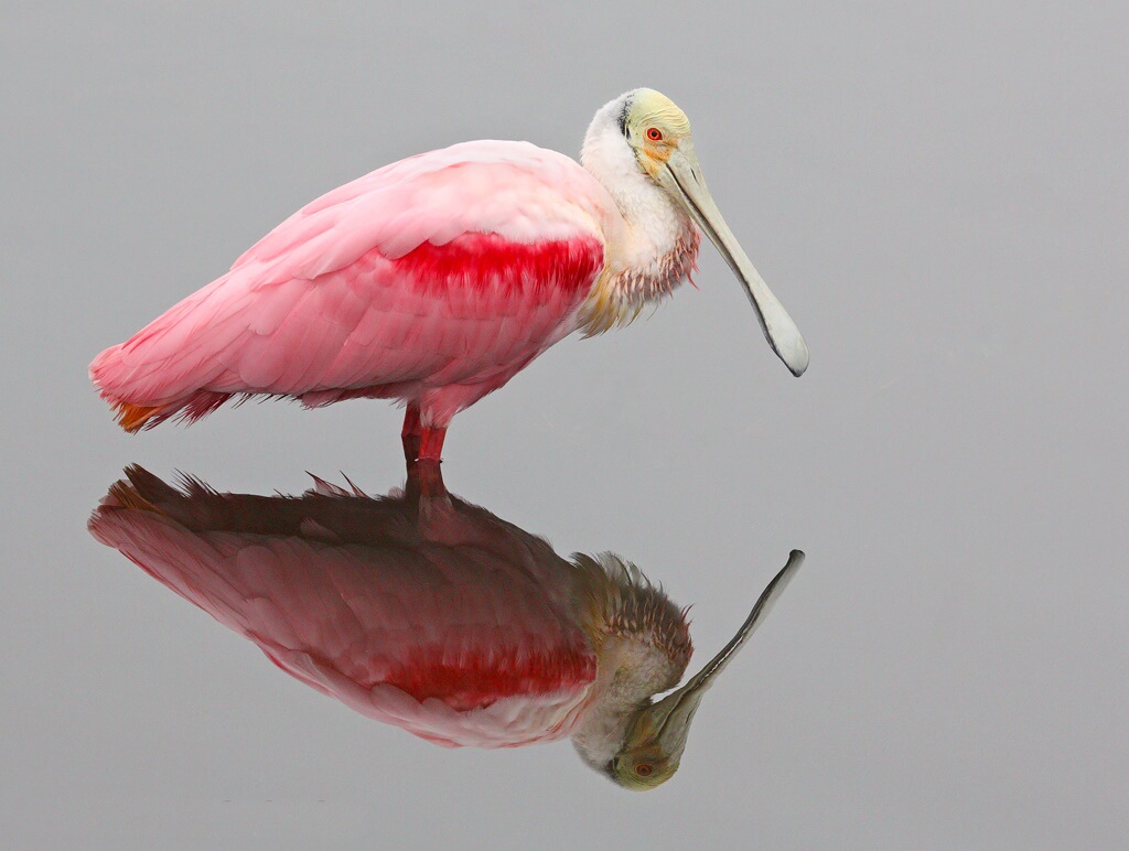 A pink pelican in water