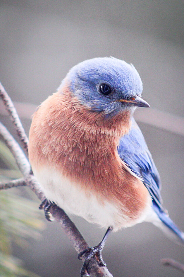 A blue and brown bird
